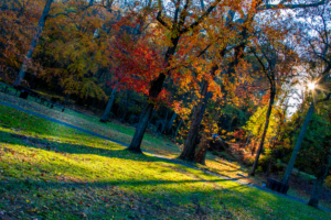 Foliage at Great Falls Park in VA