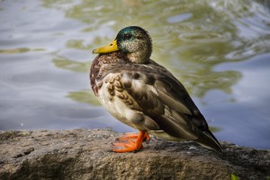 Ducking around a pond in Central Park - NYC    
